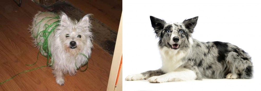 Koolie vs Cairland Terrier - Breed Comparison