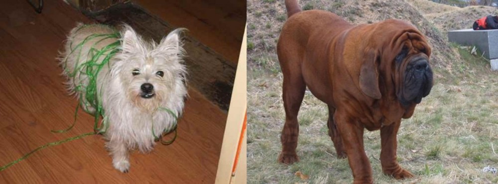 Korean Mastiff vs Cairland Terrier - Breed Comparison