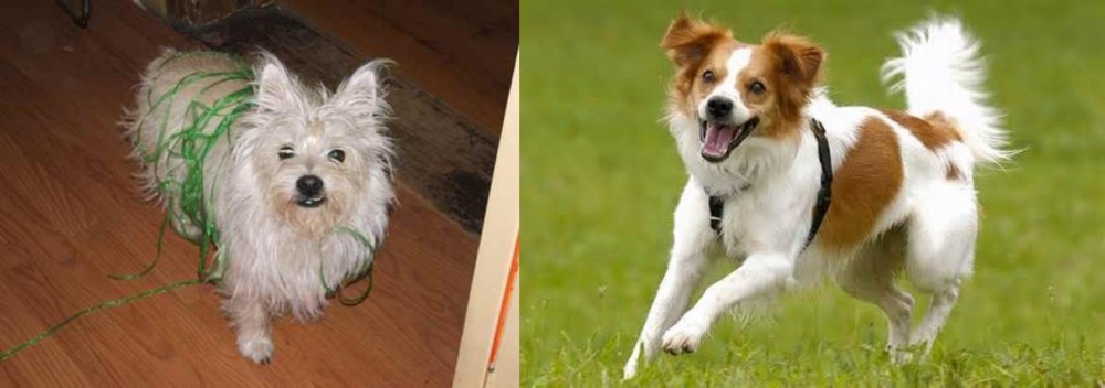 Kromfohrlander vs Cairland Terrier - Breed Comparison