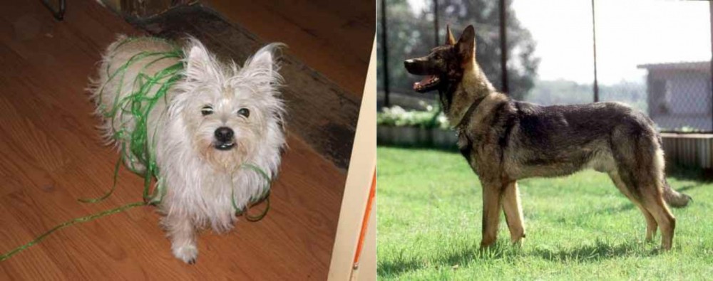 Kunming Dog vs Cairland Terrier - Breed Comparison
