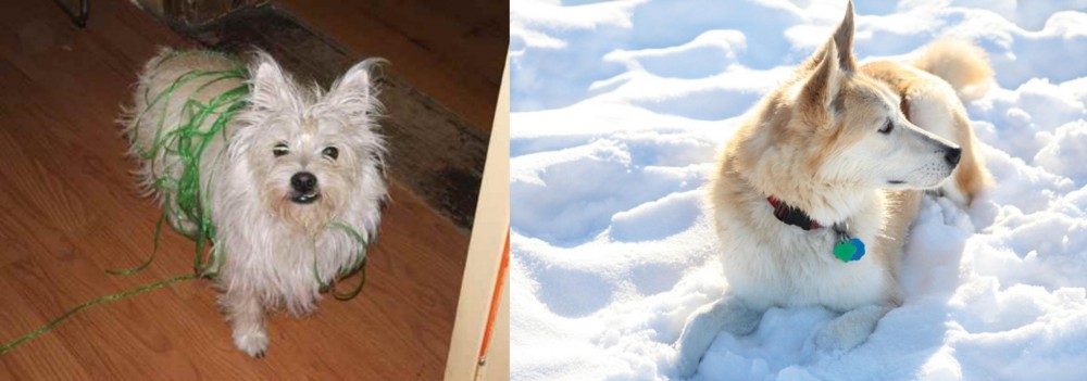 Labrador Husky vs Cairland Terrier - Breed Comparison