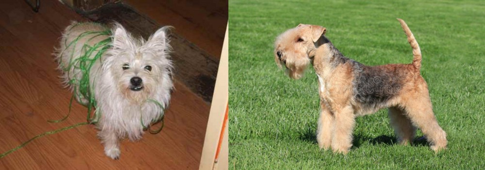 Lakeland Terrier vs Cairland Terrier - Breed Comparison