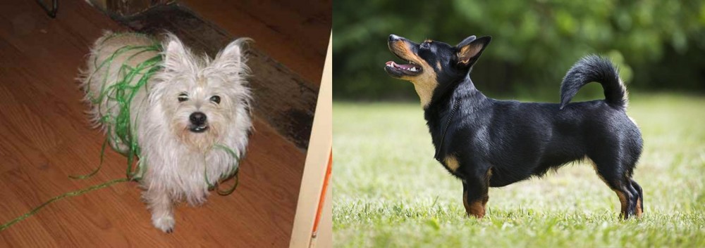 Lancashire Heeler vs Cairland Terrier - Breed Comparison