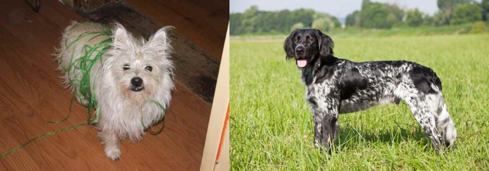 Large Munsterlander vs Cairland Terrier - Breed Comparison