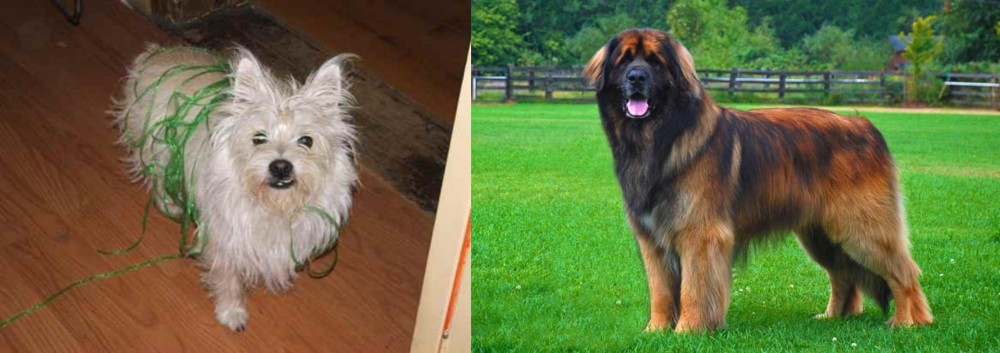 Leonberger vs Cairland Terrier - Breed Comparison
