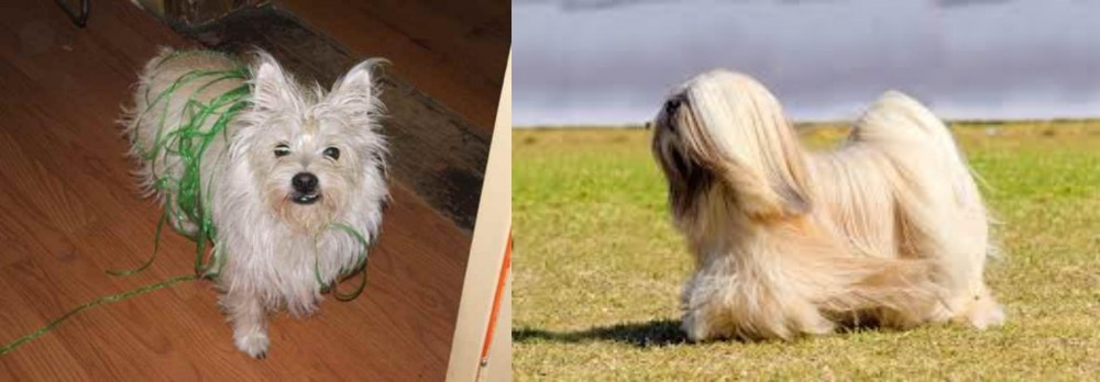 Lhasa Apso vs Cairland Terrier - Breed Comparison