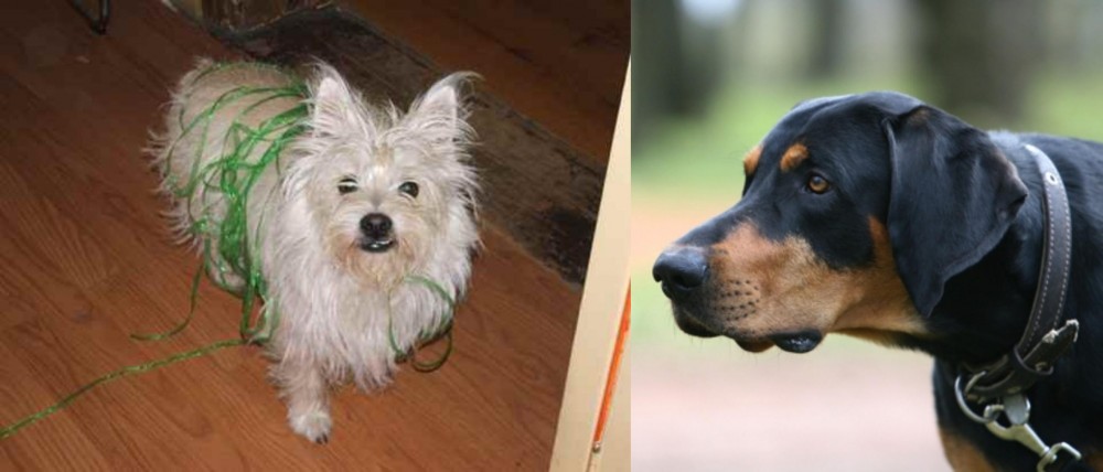 Lithuanian Hound vs Cairland Terrier - Breed Comparison