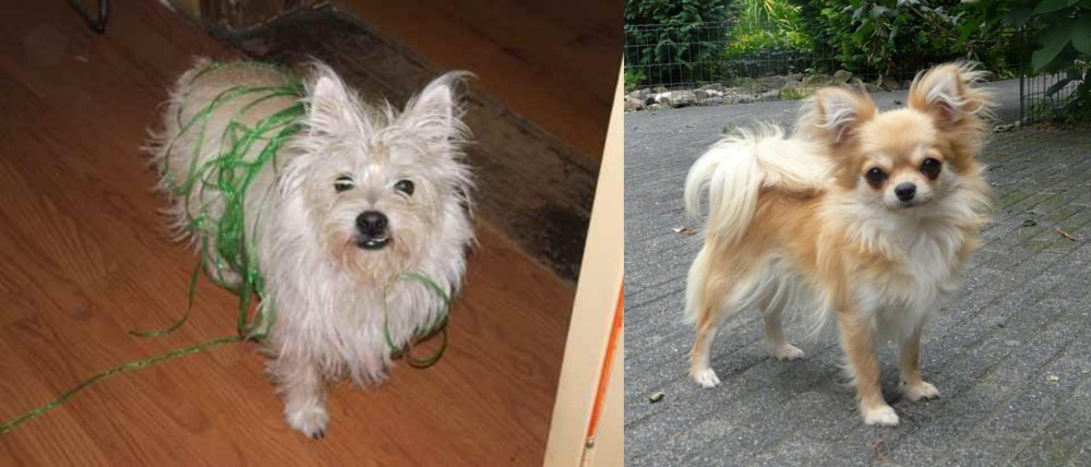 Long Haired Chihuahua vs Cairland Terrier - Breed Comparison