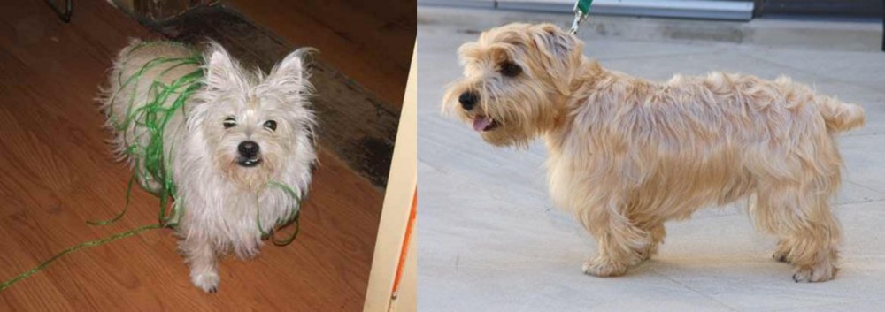 Lucas Terrier vs Cairland Terrier - Breed Comparison