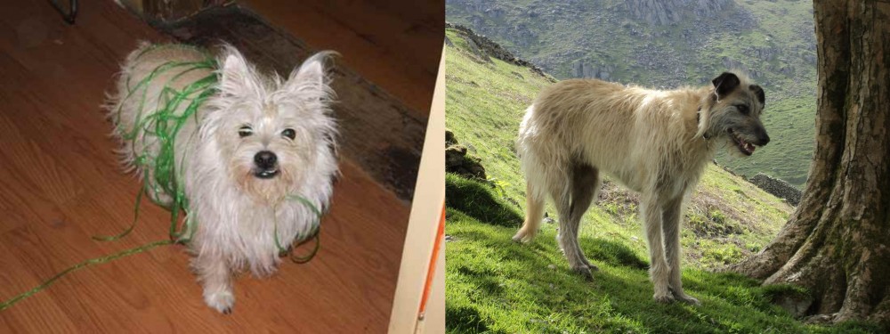 Lurcher vs Cairland Terrier - Breed Comparison