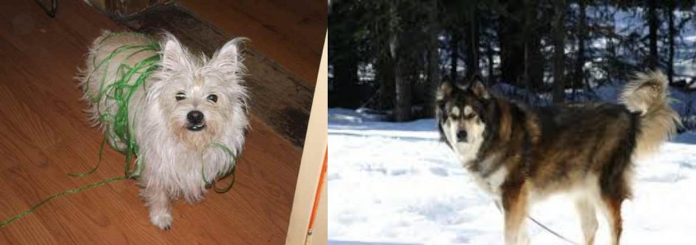 Mackenzie River Husky vs Cairland Terrier - Breed Comparison