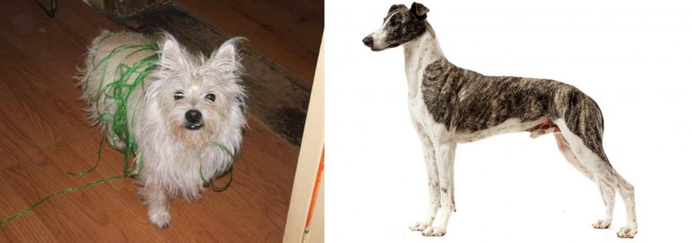 Magyar Agar vs Cairland Terrier - Breed Comparison