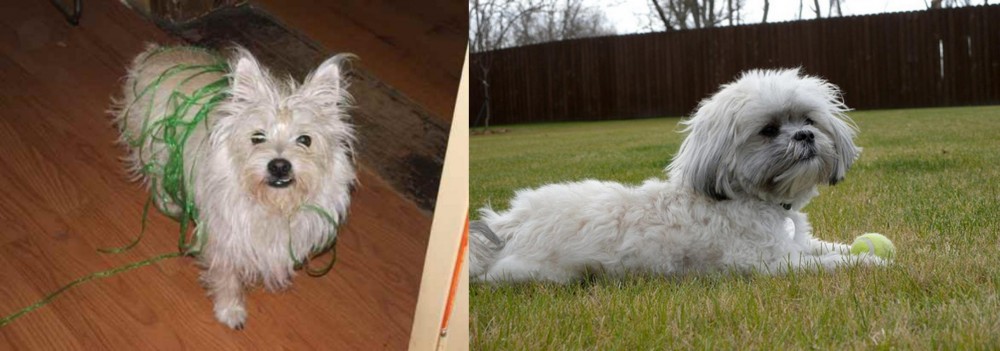 Mal-Shi vs Cairland Terrier - Breed Comparison