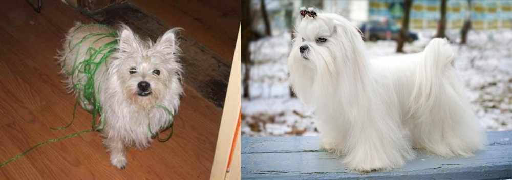 Maltese vs Cairland Terrier - Breed Comparison