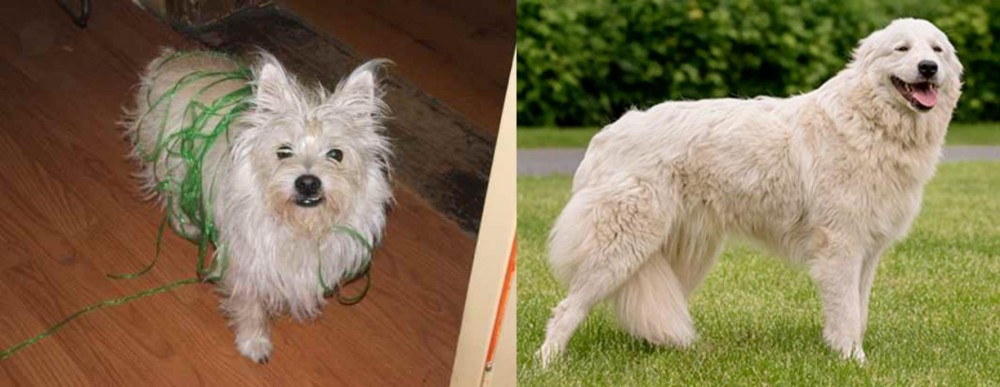 Maremma Sheepdog vs Cairland Terrier - Breed Comparison