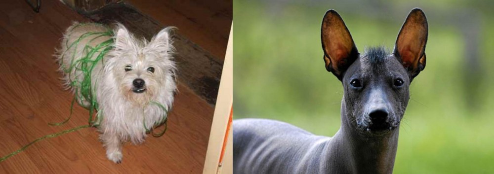 Mexican Hairless vs Cairland Terrier - Breed Comparison