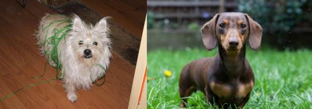 Miniature Dachshund vs Cairland Terrier - Breed Comparison