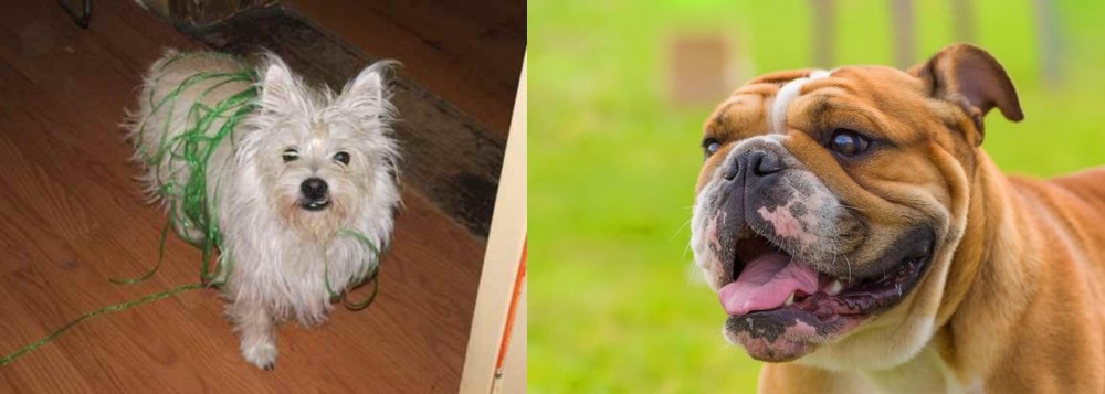 Miniature English Bulldog vs Cairland Terrier - Breed Comparison