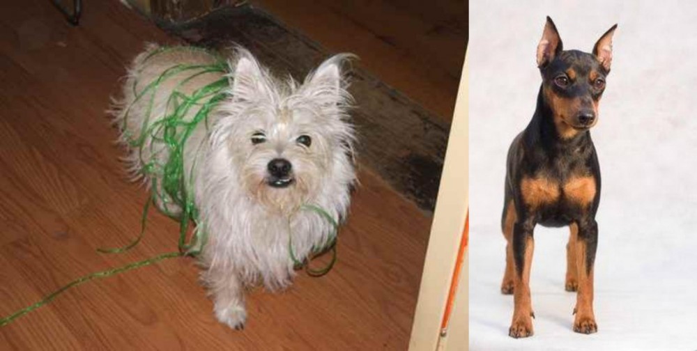 Miniature Pinscher vs Cairland Terrier - Breed Comparison