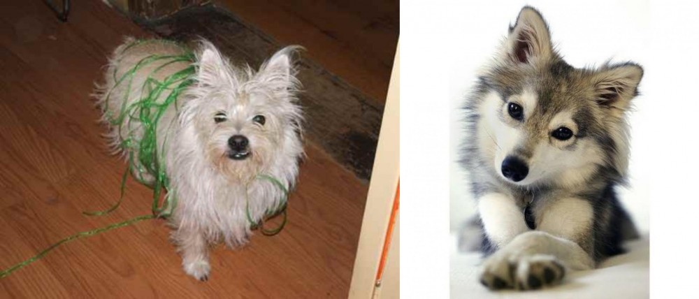 Miniature Siberian Husky vs Cairland Terrier - Breed Comparison