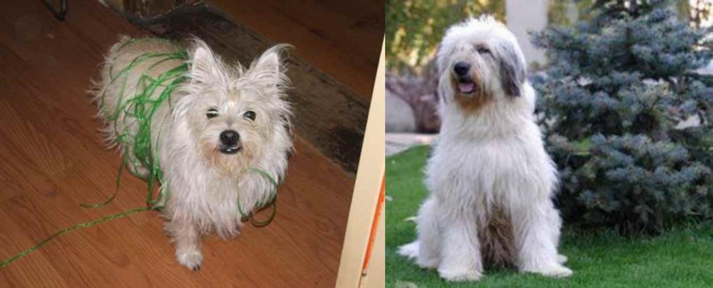 Mioritic Sheepdog vs Cairland Terrier - Breed Comparison