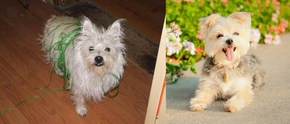 Morkie vs Cairland Terrier - Breed Comparison