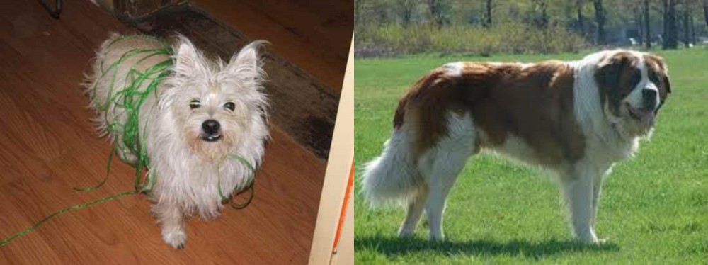 Moscow Watchdog vs Cairland Terrier - Breed Comparison