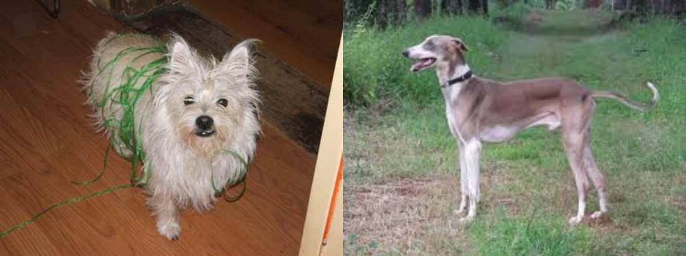 Mudhol Hound vs Cairland Terrier - Breed Comparison