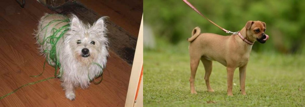 Muggin vs Cairland Terrier - Breed Comparison