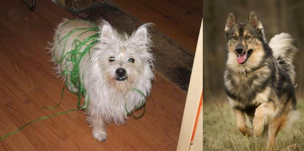Native American Indian Dog vs Cairland Terrier - Breed Comparison