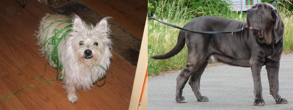 Neapolitan Mastiff vs Cairland Terrier - Breed Comparison