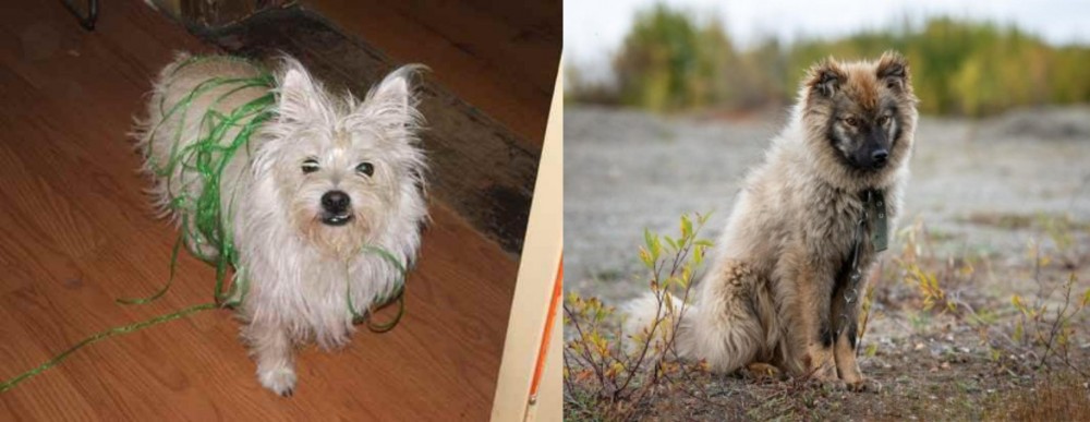 Nenets Herding Laika vs Cairland Terrier - Breed Comparison