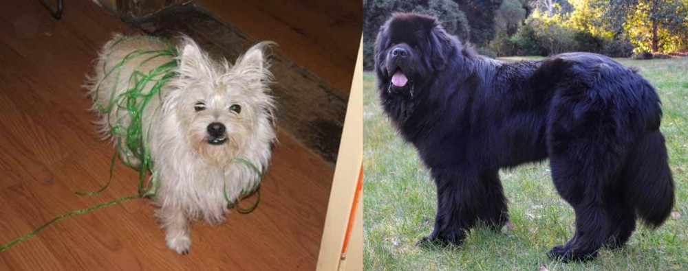 Newfoundland Dog vs Cairland Terrier - Breed Comparison