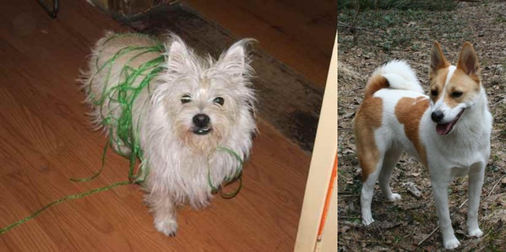 Norrbottenspets vs Cairland Terrier - Breed Comparison