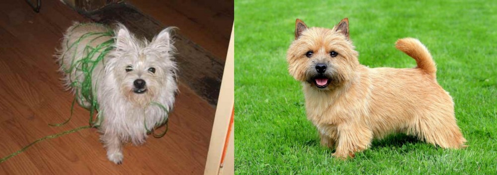 Norwich Terrier vs Cairland Terrier - Breed Comparison