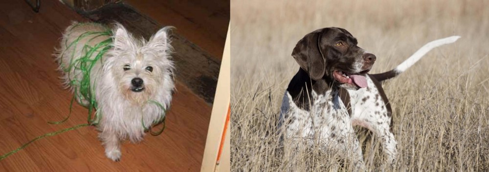 Old Danish Pointer vs Cairland Terrier - Breed Comparison