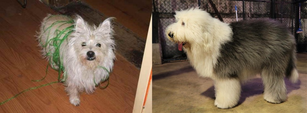 Old English Sheepdog vs Cairland Terrier - Breed Comparison