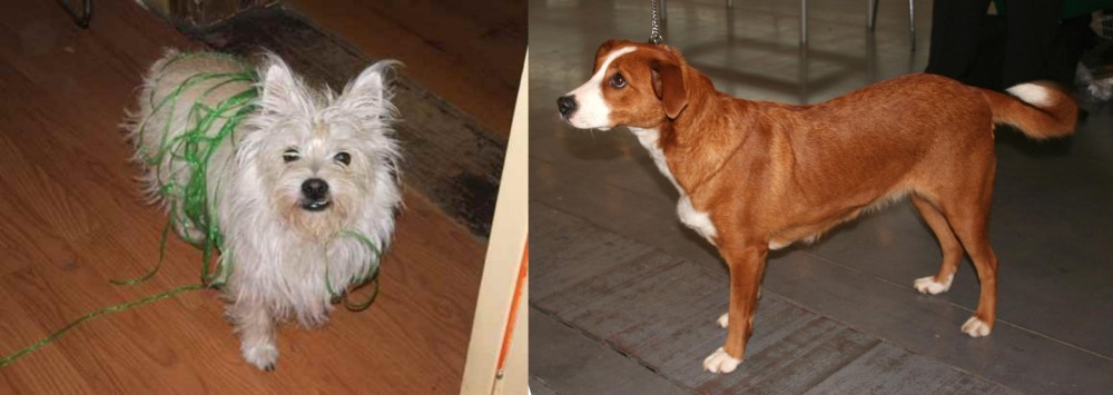 Osterreichischer Kurzhaariger Pinscher vs Cairland Terrier - Breed Comparison