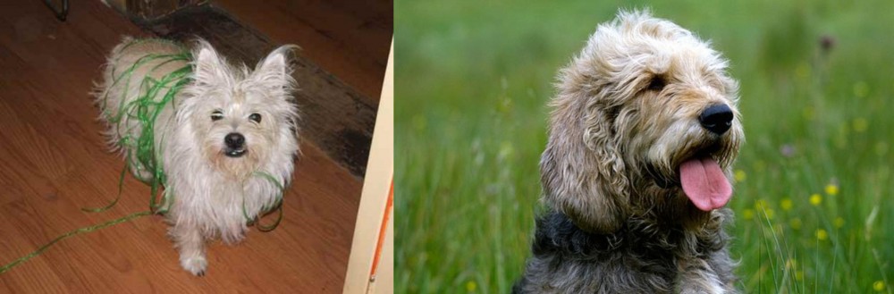Otterhound vs Cairland Terrier - Breed Comparison
