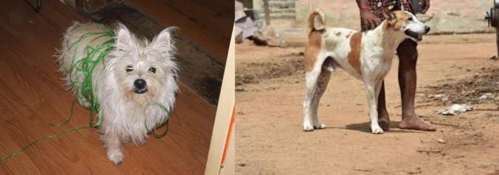 Pandikona vs Cairland Terrier - Breed Comparison