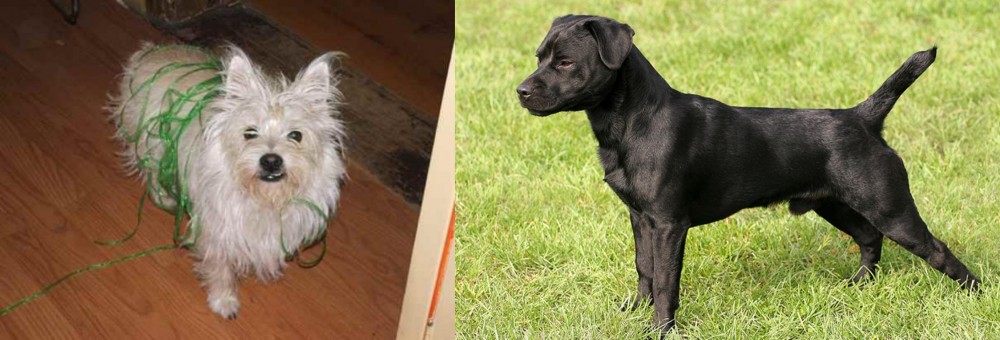 Patterdale Terrier vs Cairland Terrier - Breed Comparison