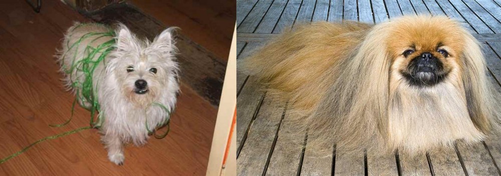 Pekingese vs Cairland Terrier - Breed Comparison