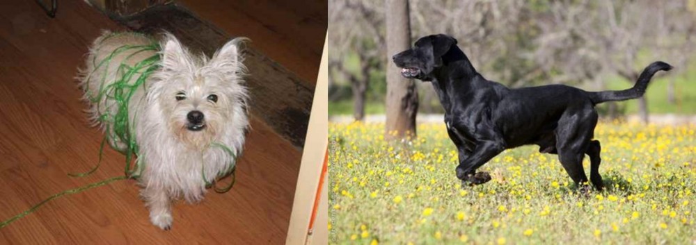Perro de Pastor Mallorquin vs Cairland Terrier - Breed Comparison