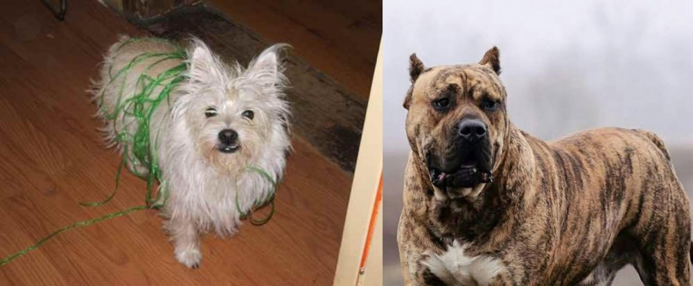 Perro de Presa Canario vs Cairland Terrier - Breed Comparison