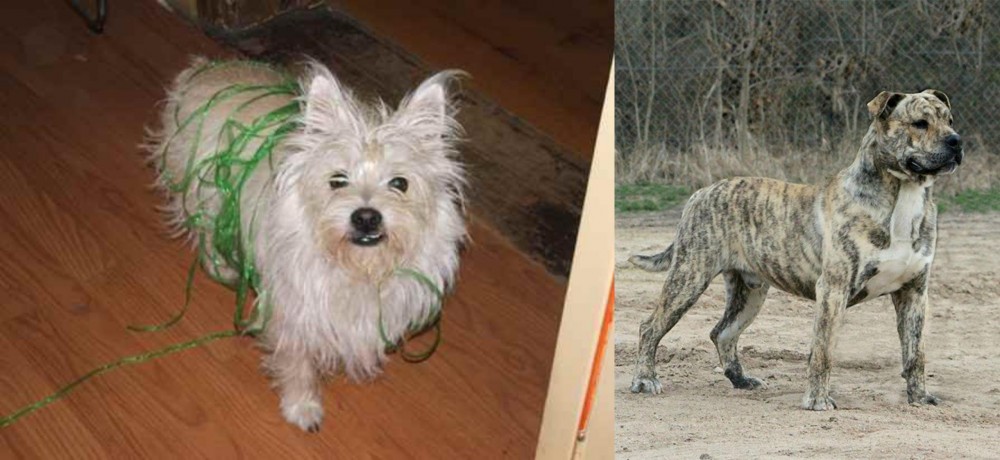 Perro de Presa Mallorquin vs Cairland Terrier - Breed Comparison