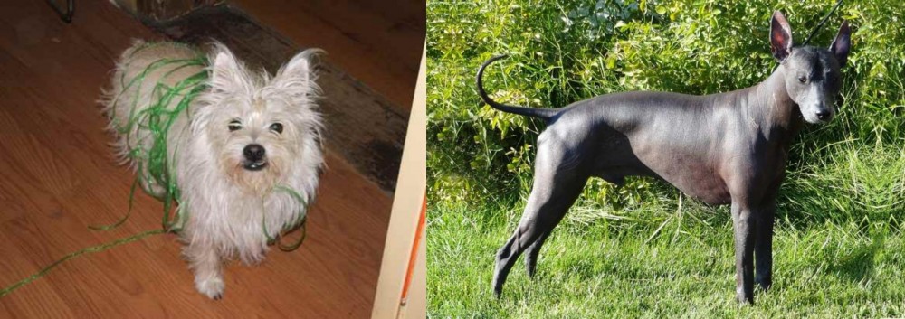 Peruvian Hairless vs Cairland Terrier - Breed Comparison