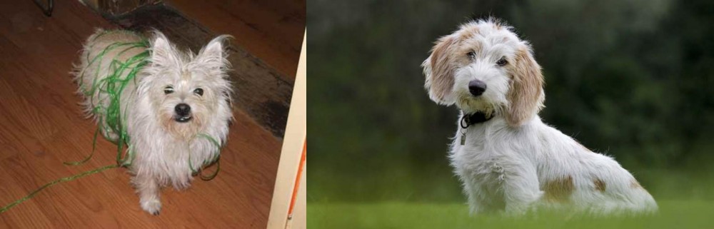 Petit Basset Griffon Vendeen vs Cairland Terrier - Breed Comparison