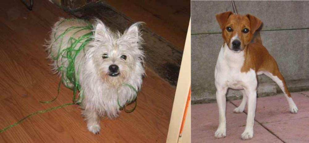 Plummer Terrier vs Cairland Terrier - Breed Comparison