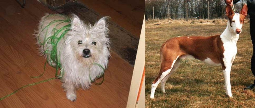Podenco Canario vs Cairland Terrier - Breed Comparison