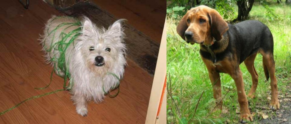 Polish Hound vs Cairland Terrier - Breed Comparison